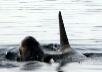 Baby orca with mom alaska 2011