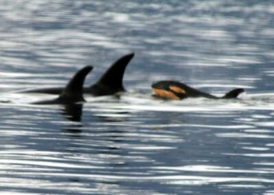 Baby orca with parents alaska 2011
