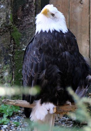Bald eagle alaska 2011