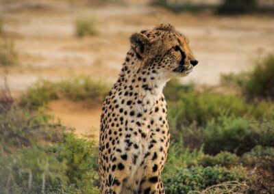 Cheetah south africa