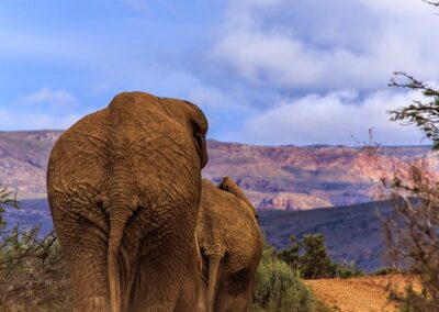 Elephants south africa