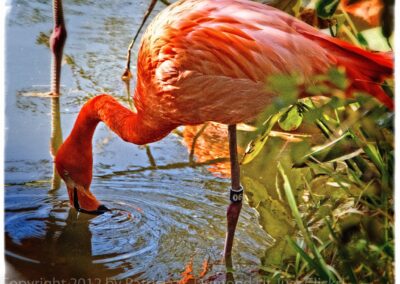 Flamingo jacksonville zoo 2013