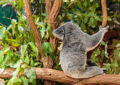 Koala brisbane sanctuary