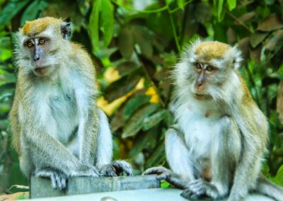 Gwv2014 asia singapore wild monkeys on the road to the sin